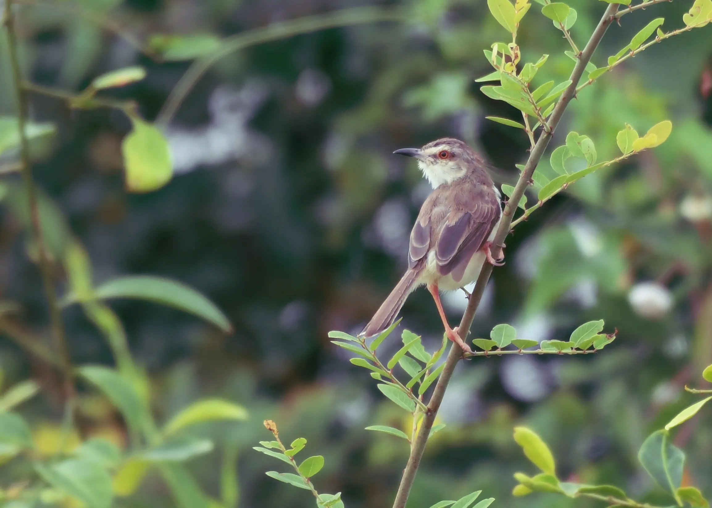 Plain prinia